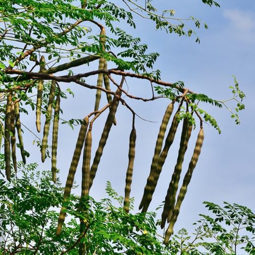 50 Pc Semillas De Moringa Para Plantar - Semillas De Moringa Orgánicas, Las Plantas De Hoja Perenne Son Resistentes Semillas De Moringa, Plantas Verdes, Decoraciones De Jardín Para