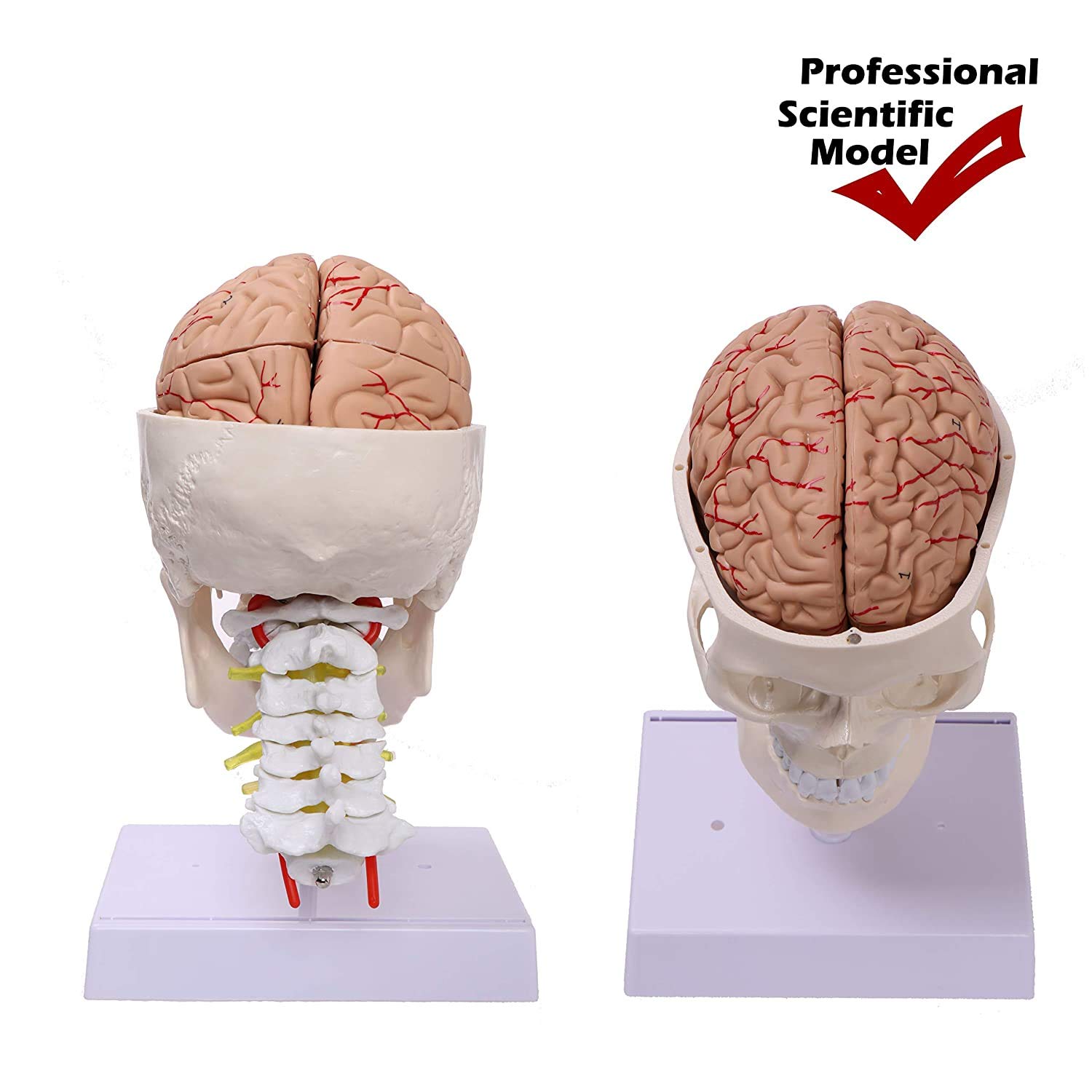 Modelo en tamaño cráneo Humano con la vértebra Cervical, Cerebro, desprendible El casquete del Grado Profesional Cráneo anatómico Manual para la Educación Científica (Incluido)