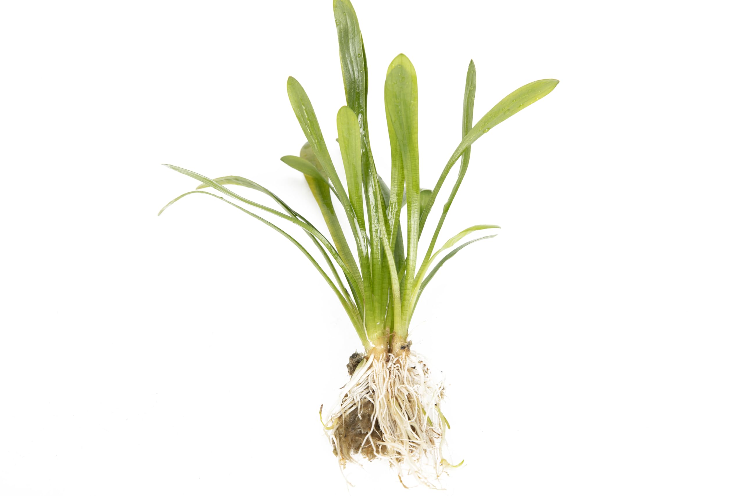 Lincolnshire Pond Plants Ltd - Sagittaria Subulata Live Aquarium Plant Freshwater Tank Oxygenating Aquascape (5X Loose)