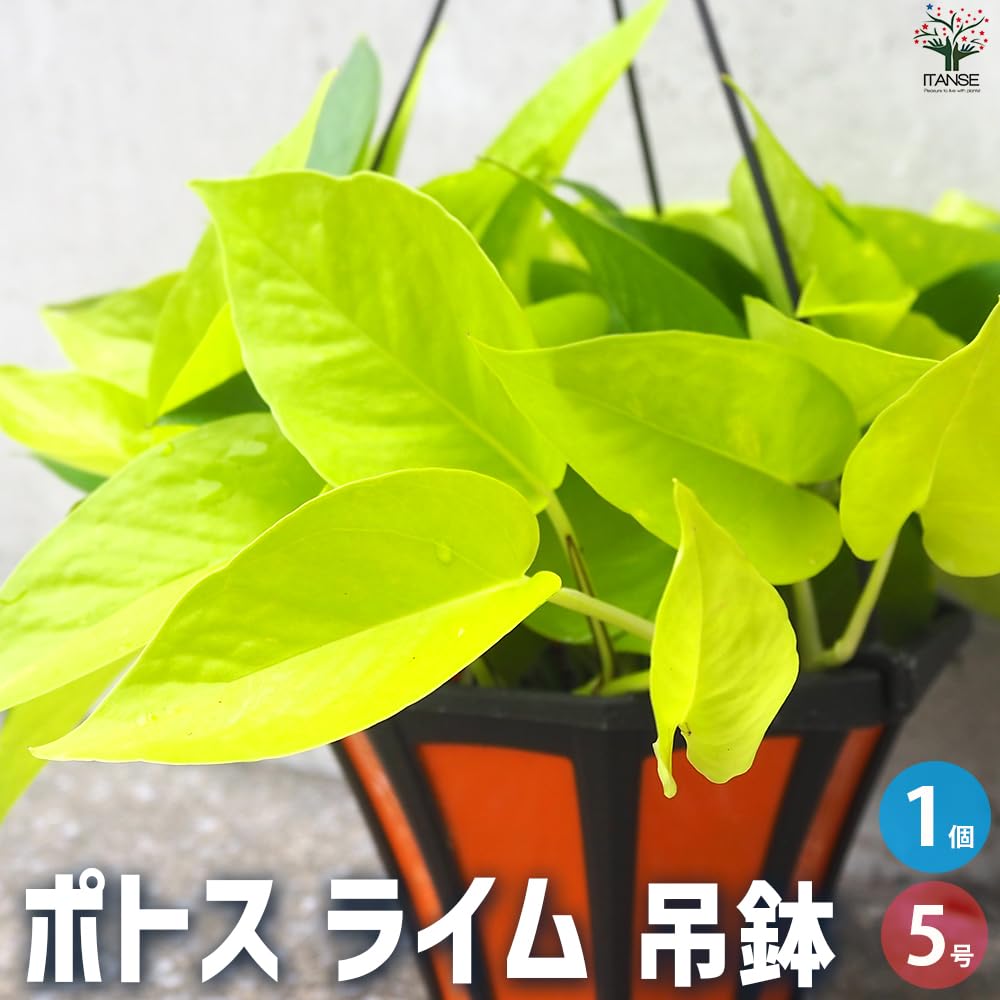 Amazon.co.jp: ポトス ライム 吊り鉢 5号ポット 1個売り【品種で選べる