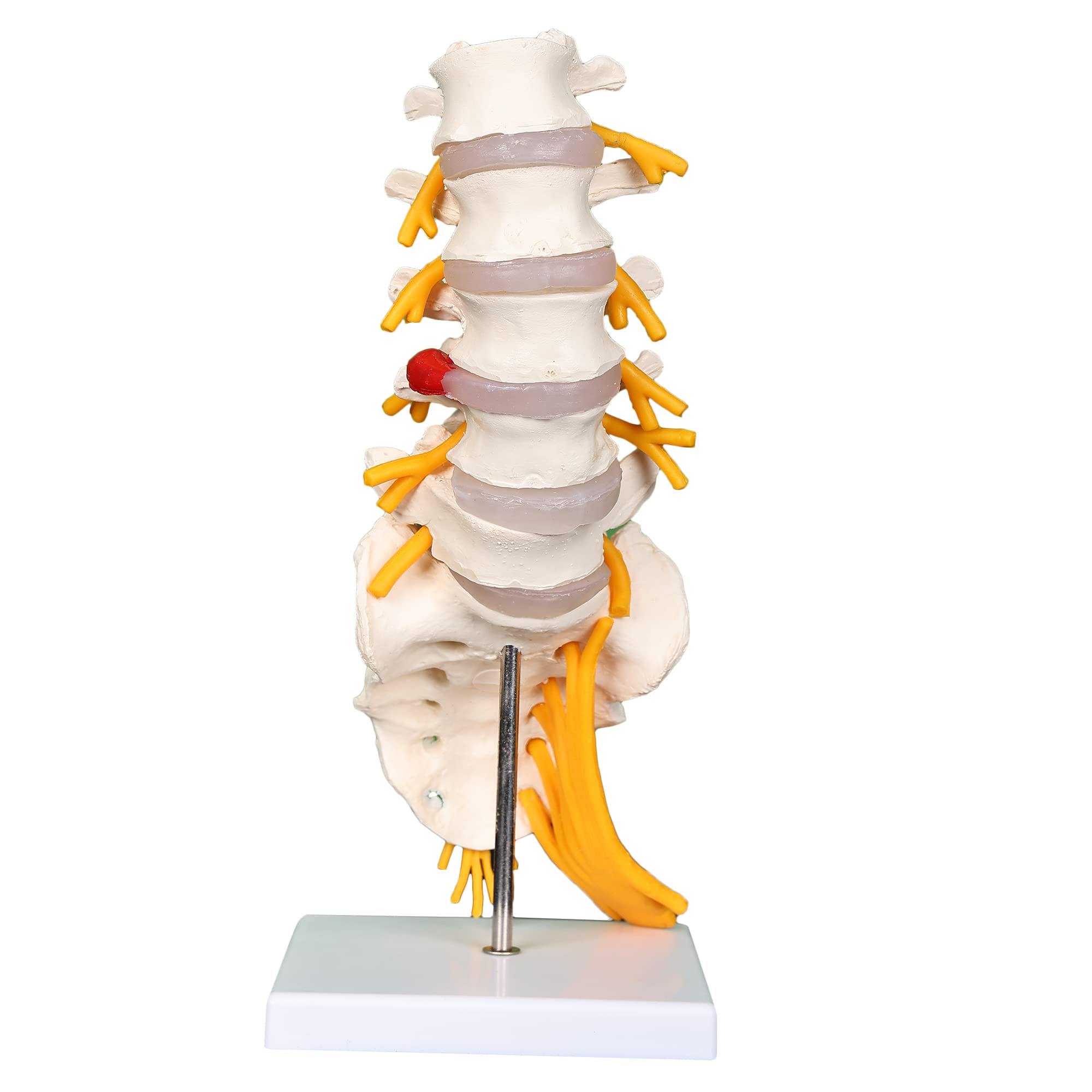 Sponsored Ad - LUMBAR SACRUM SPINE MODEL