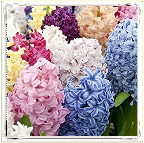 Amazon ヒヤシンス球根 水栽培球根状 植え球根通販 園芸植物 3球根 A 球根