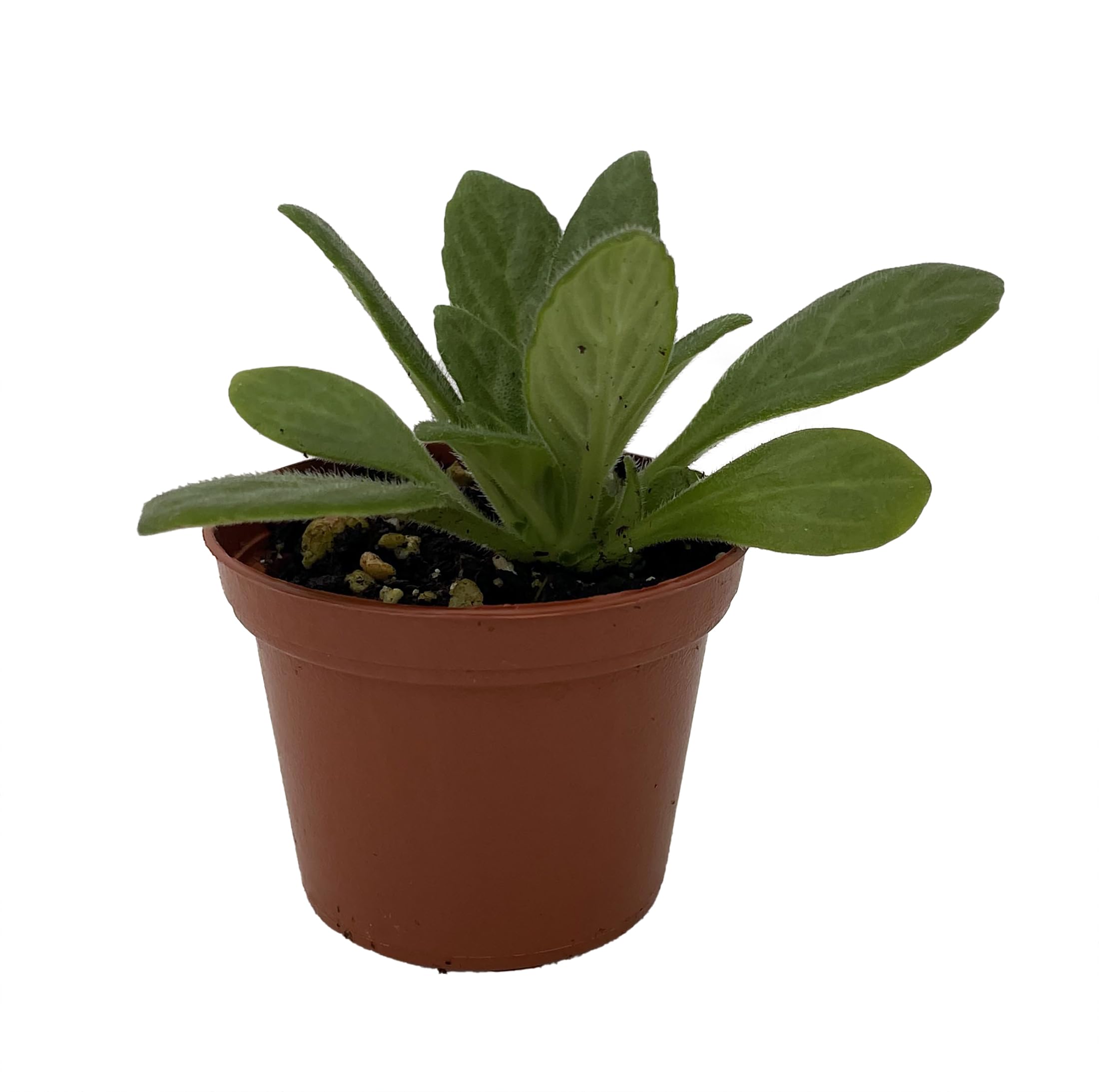 Amazon.com : Charley Asian Violet - Primulina - House Plant - 2.5