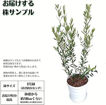 ※専用ページ　オリーブの木　5鉢セット 専用ページ オリーブの木 5鉢セット 専用ページ オリーブの木 5鉢