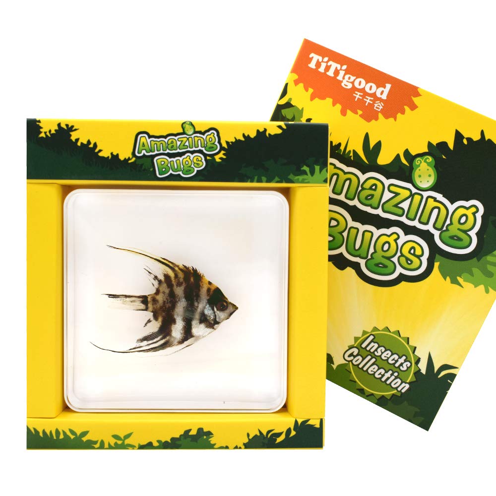 Amazon.co.jp: アクリルブロック文鎮科学教室標本ディスプレイの魚標本