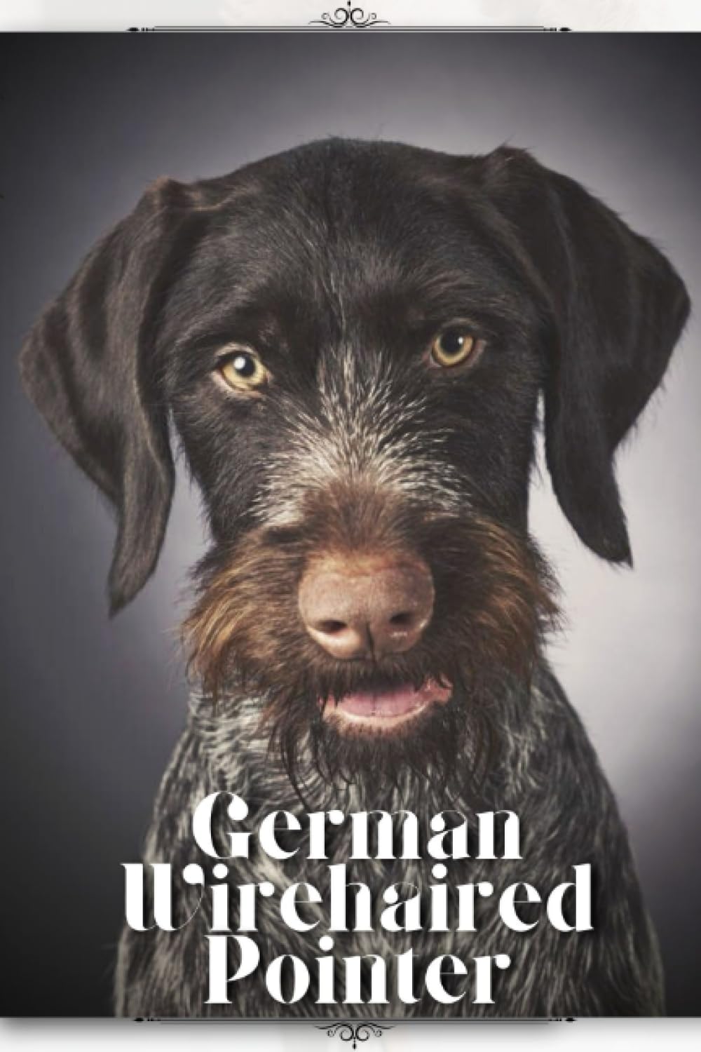 German Wirehaired Pointer: Dog breed overview and guide