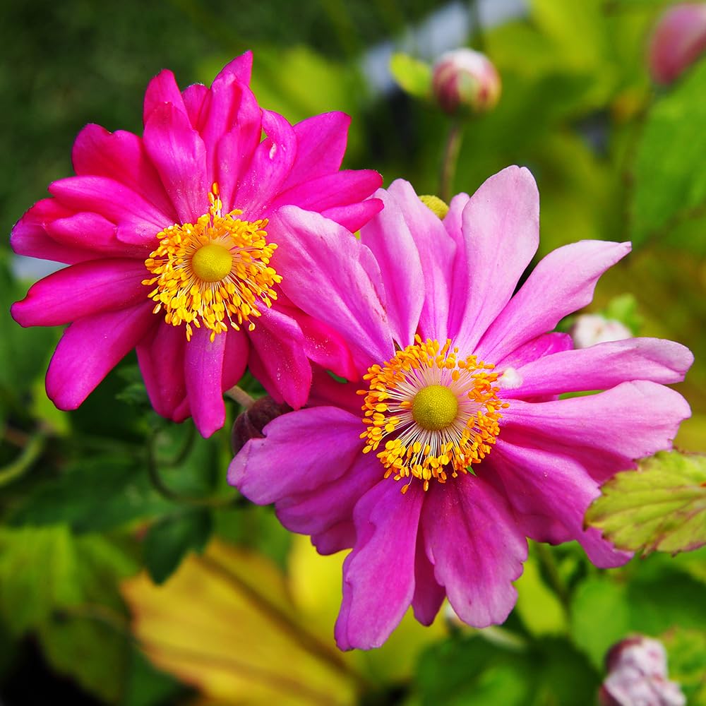 Anemone Japanese 'Prince Heinrich' in a 9cm Pot