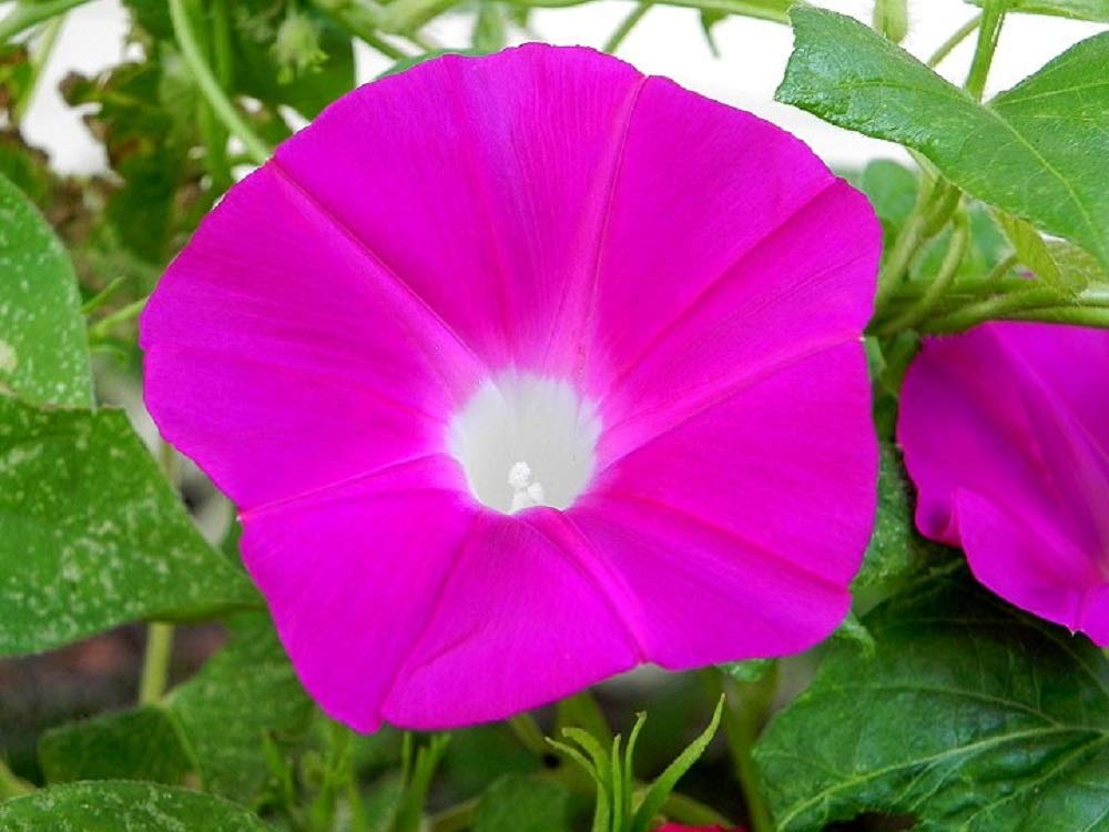 Scarlett O'Hara Morning Glory Flower Seeds, 25 Count COOL BEANS N SPROUTS Brand. Home Gardening.