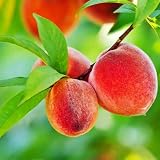 Florida King Peach Tree - 1 Gallon, 2'-3'ft Tall Potted Plant Established Roots - No Ship California