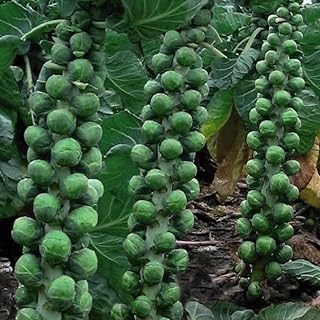 Brussels Sprout 'Brodie' F1 Hybrid Hardy Annual Vegetable Garden Plants Autumn Winter Harvesting Easy to Grow Your Own at Home 1 Packet of 35 Brussels Sprout Seeds by Thompson and Morgan