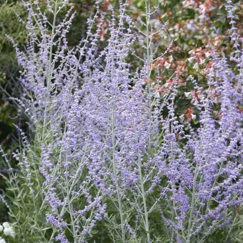 Plant Theory Blue Spire Russian Sage Perovskia Shrub Plant 2L Pot