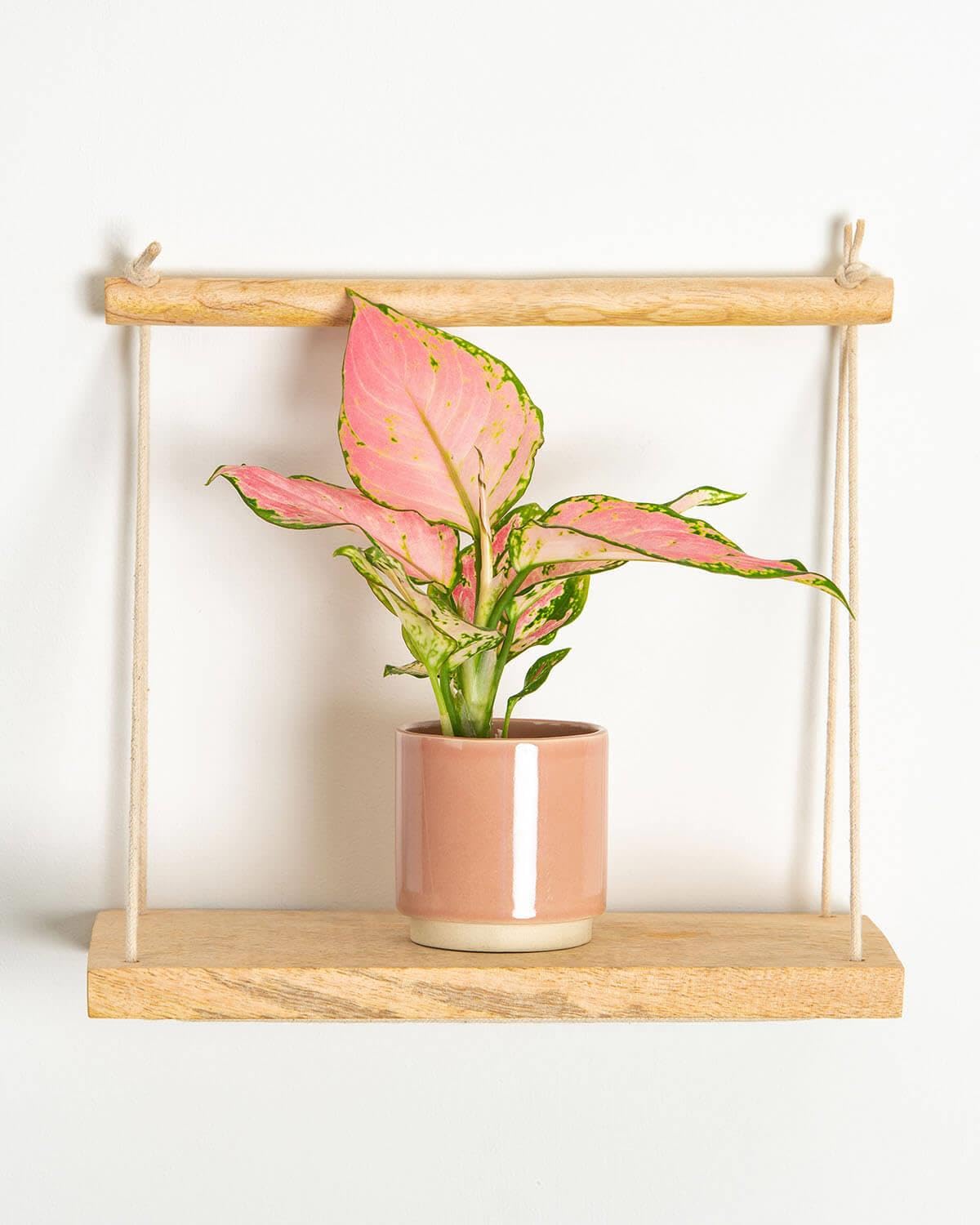 Prickle Plants Lil' Chinese Evergreen - Indoor Decorative Houseplant with Distinctive Foliage, Easy Care Plant for Home or Office Spaces (10-20cm incl. 6cm Pot)