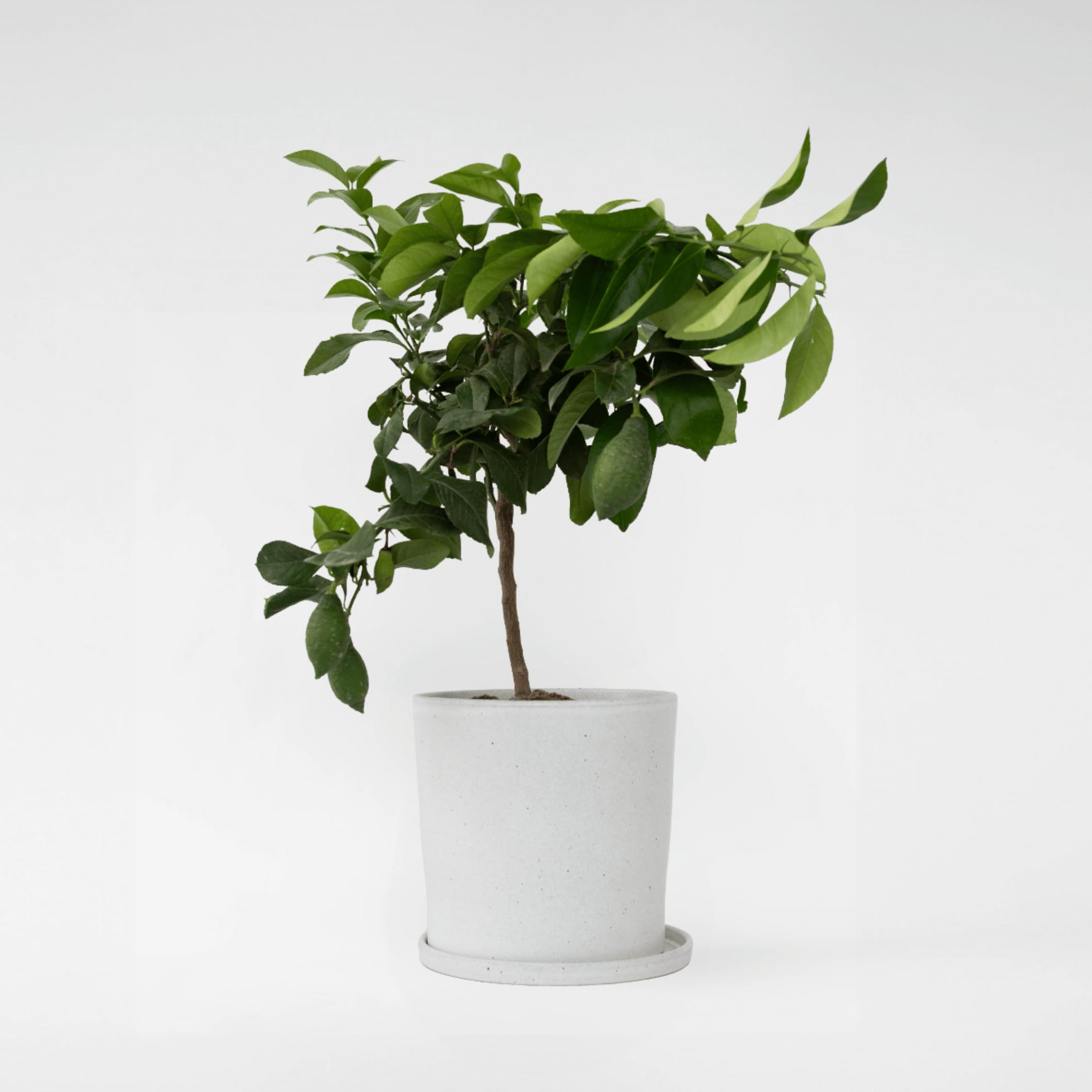 Plant in a Box - Citrus Limon - Limonero - Maceta 19cm - Altura 60-70cm