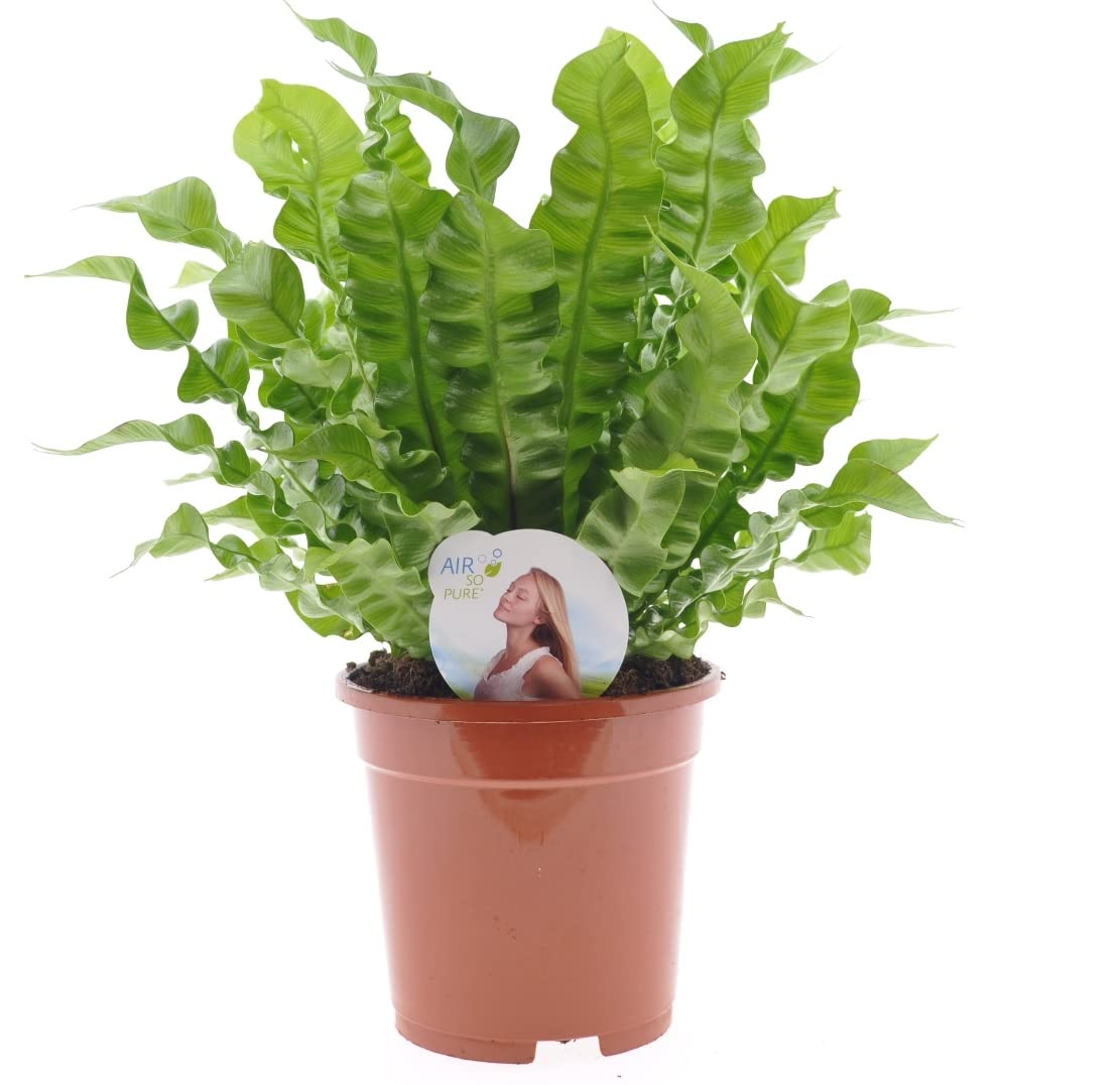 Asplenium 'Crispy Wave' - Birds Nest Fern - houseplant | Height 20-25 cm | Pot 12 cm