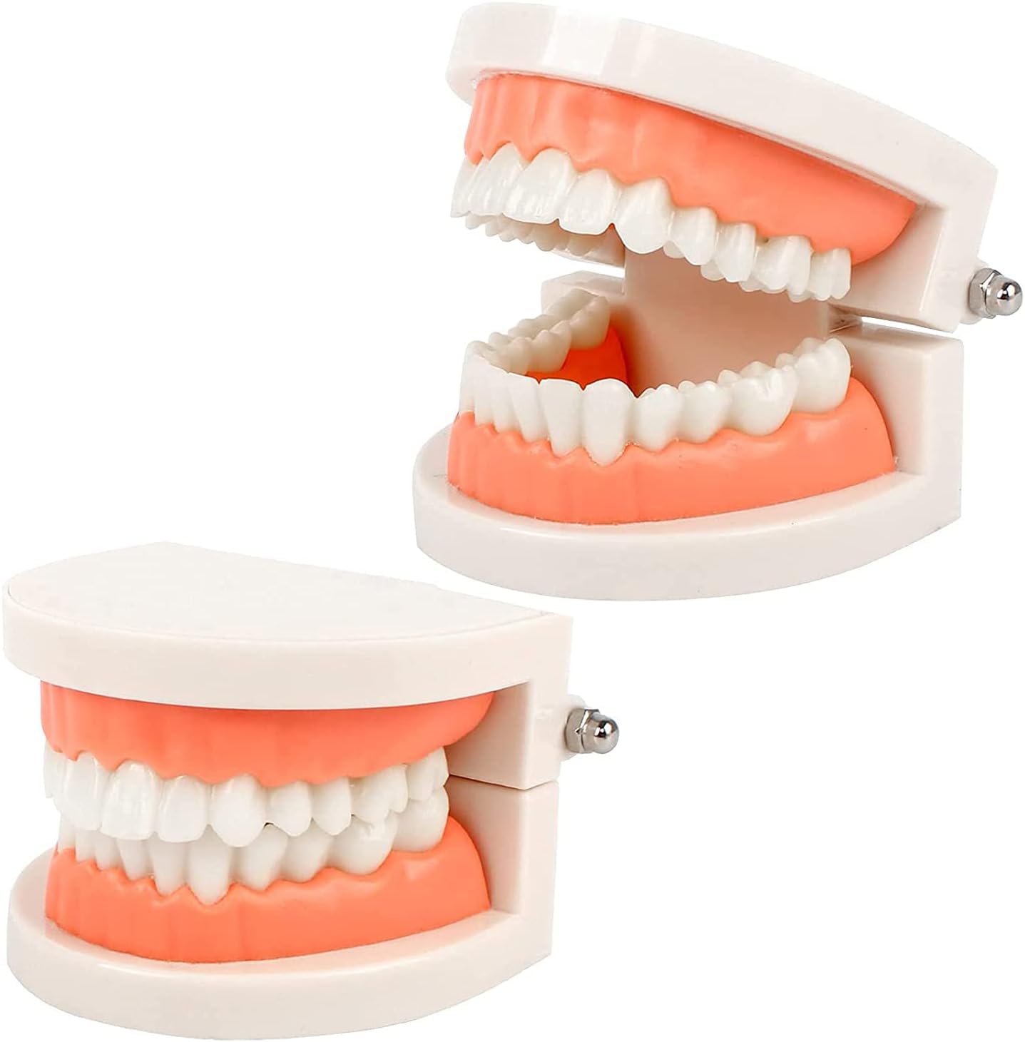 ERNZI Modello Dimostrativo Dentale per Bambini Modello di Cura Dentale Strumento Dentale Modello Standard 2 Denti 9,2 X 7,5 X 5,1 Cm