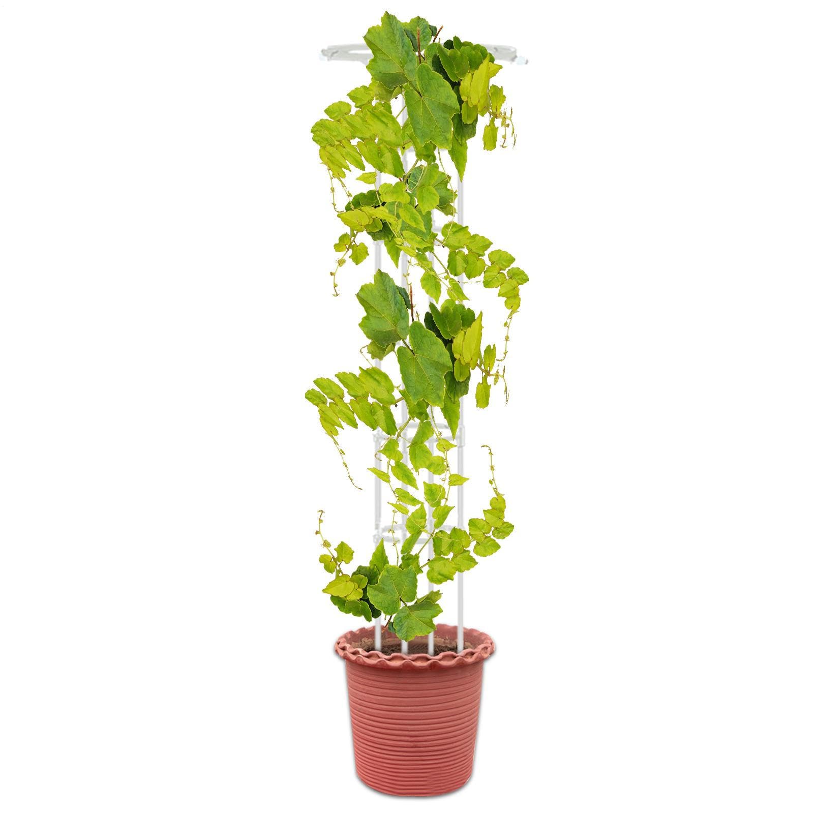 Obélisque de Jardin - Treillis Vertical en Acier Inoxydable pour