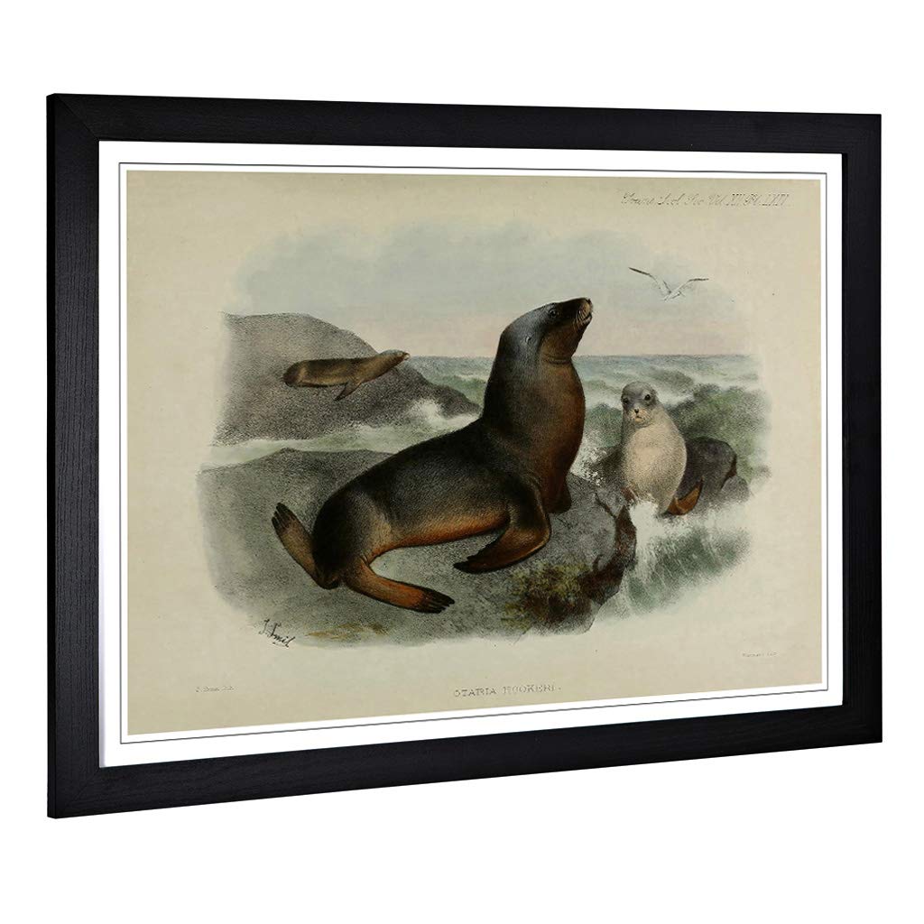 Big Box Art Framed Print of Vintage Smit. Joseph Grey Sea-Lion Design | Wall Art Picture | Home Decor for Kitchen, Living Room, Bedroom, Hallway, Black, A2 / 24.5x18 Inch / 62x45cm