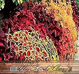 HEIRLOOM NON GMO Coleus Mix 100 Seeds