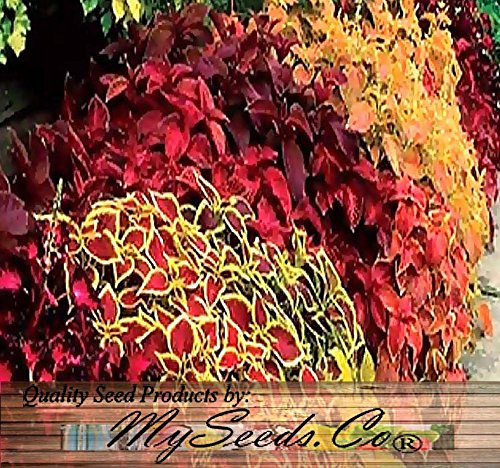 HEIRLOOM NON GMO Coleus Mix 100 Seeds HEIRLOOM NON GMO Coleus Mix 100 Seeds