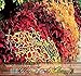 HEIRLOOM NON GMO Coleus Mix 100 Seeds