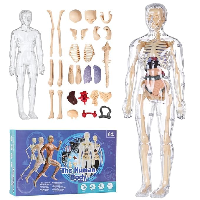 Body Structure Model for Kids – 29-Piece 3D Anatomy Puzzle Toy with Removable Bones & Organs |Educational Toy for Ages 6–12 | DIY Human Body Parts Model for Boys & Girls-image-17
