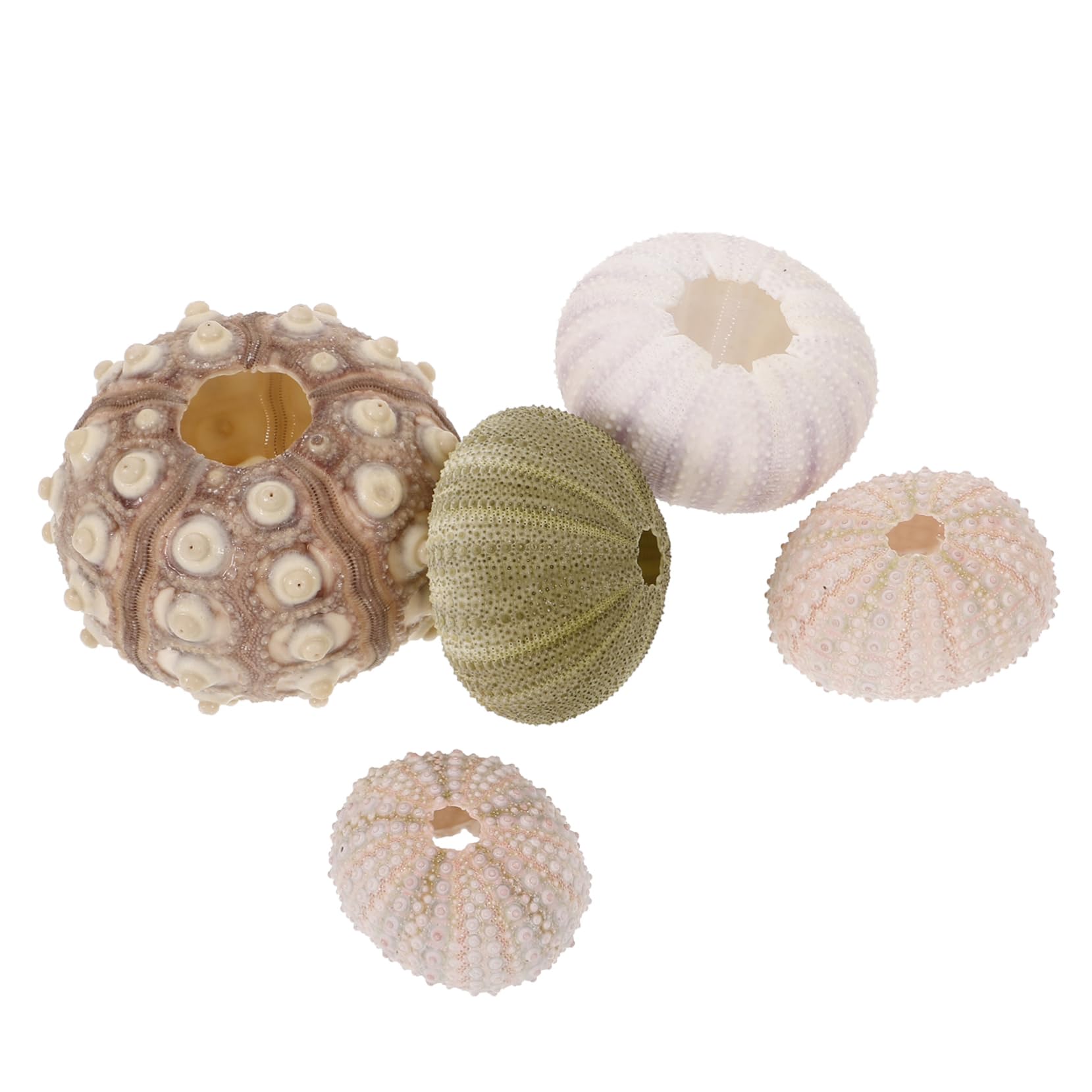 YARNOW 3 Set Decorazione di Ricci di Mare Conchiglie di Ricci di Mare Fondo Bonsai Naturale Porta Piante Ad Aria Piccolo Contenitore Esemplare di Riccio Monello Conchiglia 5 Pezzi*3