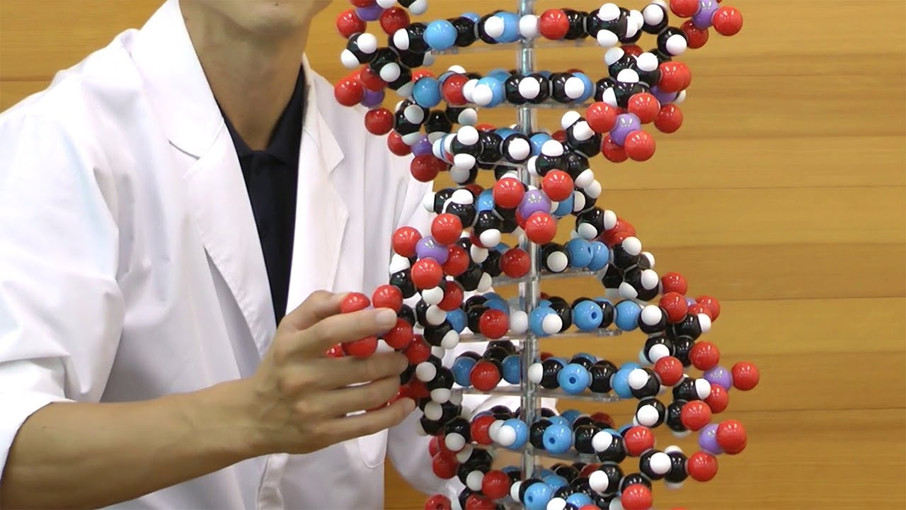 DNA立体模型 オミグロビン立体模型 共立出版 DNA立体模型 オミグロビン