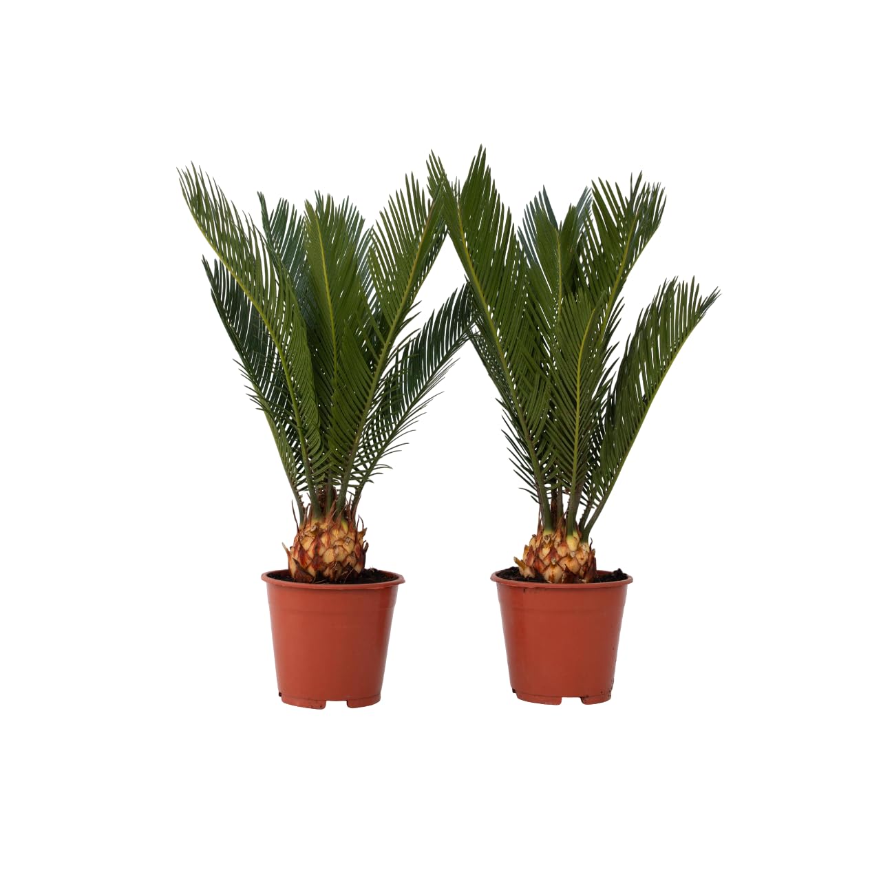 Plant in a Box - Cycas Revoluta - Palmier intérieur et extérieur - Set de 2 - Cycas du Japon - Pot 15cm - Hauteur 45-60cm