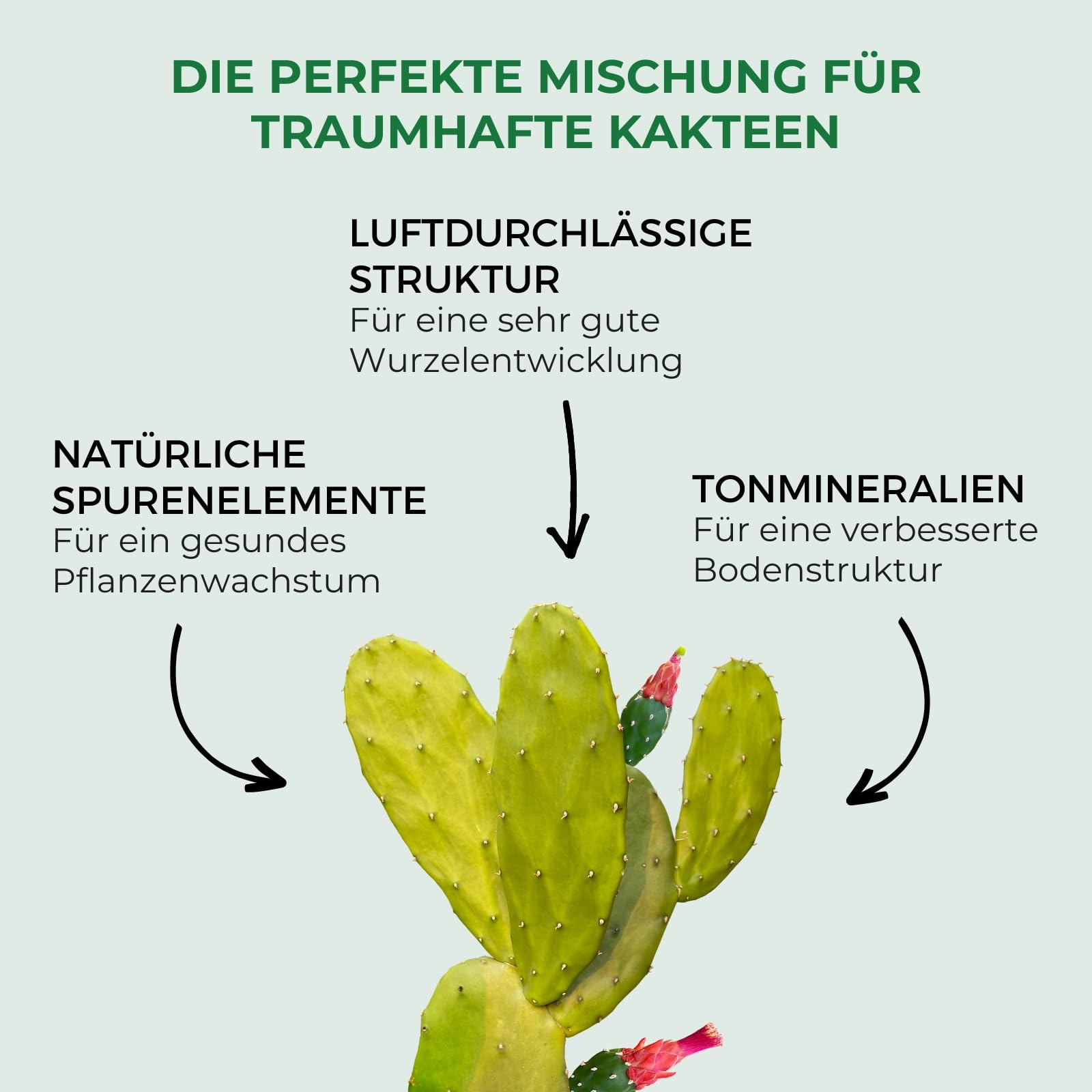 cactus erde Kaktuserde 5 L - 40 L mit Dünger | Premium Kakteenerde main image 1