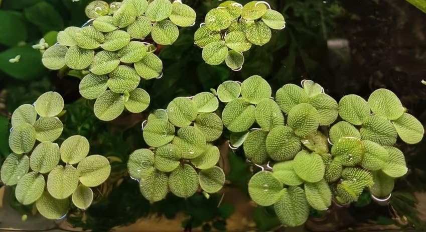 Büschelfarn Salvinia auriculata Schwimmfarn, 10 Stück, Büschelfarn...