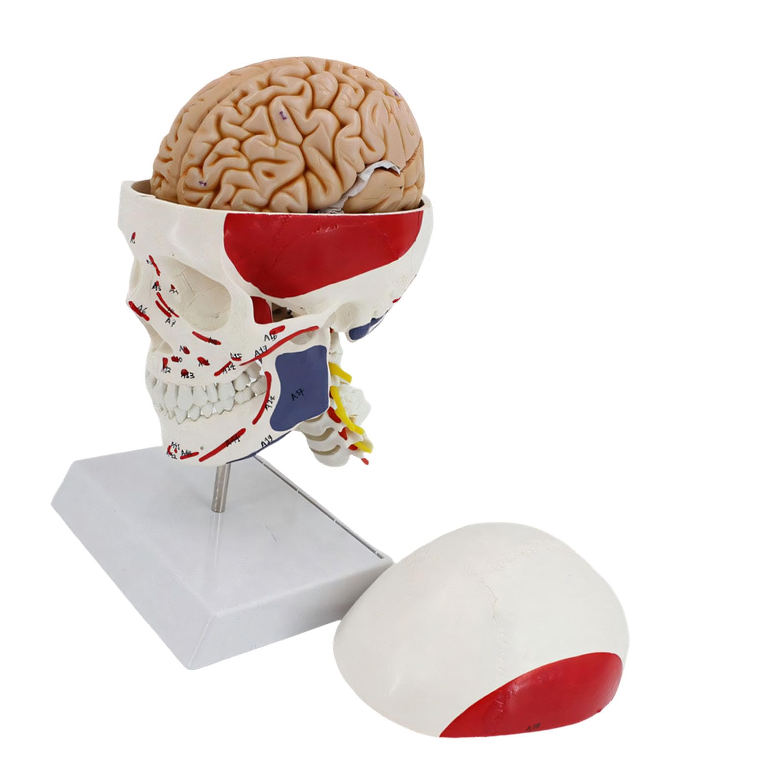 Cranio educativo in PVC con muscoli codificati a colori, ideale per studi scolastici, cranio con colonna vertebrale cervicale