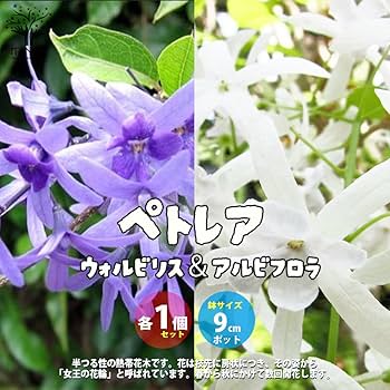 希少大苗♥　ペトレア　ウォルビリス　 サンドペーパーバイン パープルリース 希少大苗♥ ペトレア ウォルビリス サンドペーパーバイン