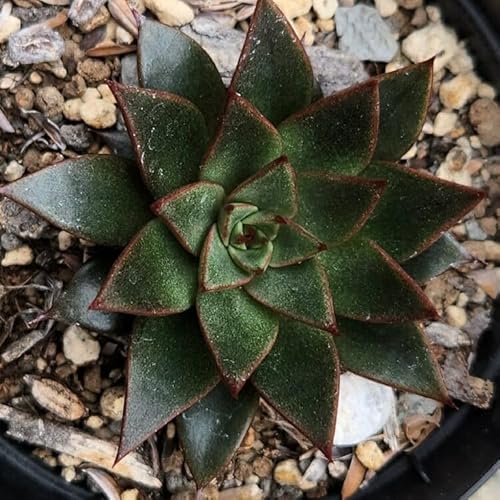 p[vX^[ 7.5cm|bg A GPxA Echeveria Y  ϗtA CeAO[ 񂹐A ke 1{ 1