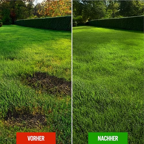 Rasensamen schnellkeimend Frühjahr 5kg, Grassamen für Neuansaat und Nachsaat, schnell wachsender Rasen, Rasensaat ideal gegen Lücken, ausreichend für ca. 175-200m²