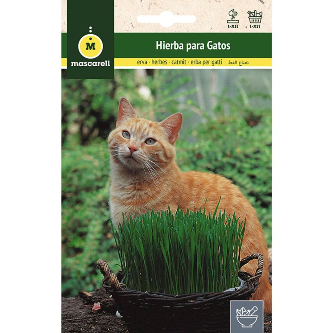 Mascarell Semillas, HIERBA PARA GATOS, Semillas de Hierbas Aromáticas para Plantar, Crea tu Propio Huerto en Casa, 10 Gramos