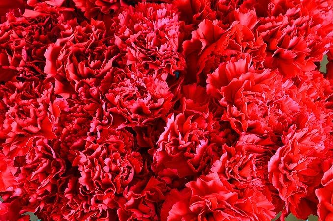 KaBloom - 75 Red Carnation - Fresh Flowers for Birthday, Valentine's & Mother's Day