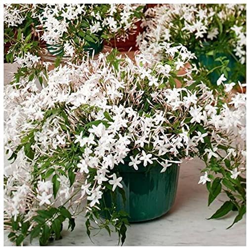 CosaCentrum Chameli White Outdoor Live Flower Plant (1 Plant) (B0BP2K4K72) Amazon Price History, Amazon Price Tracker