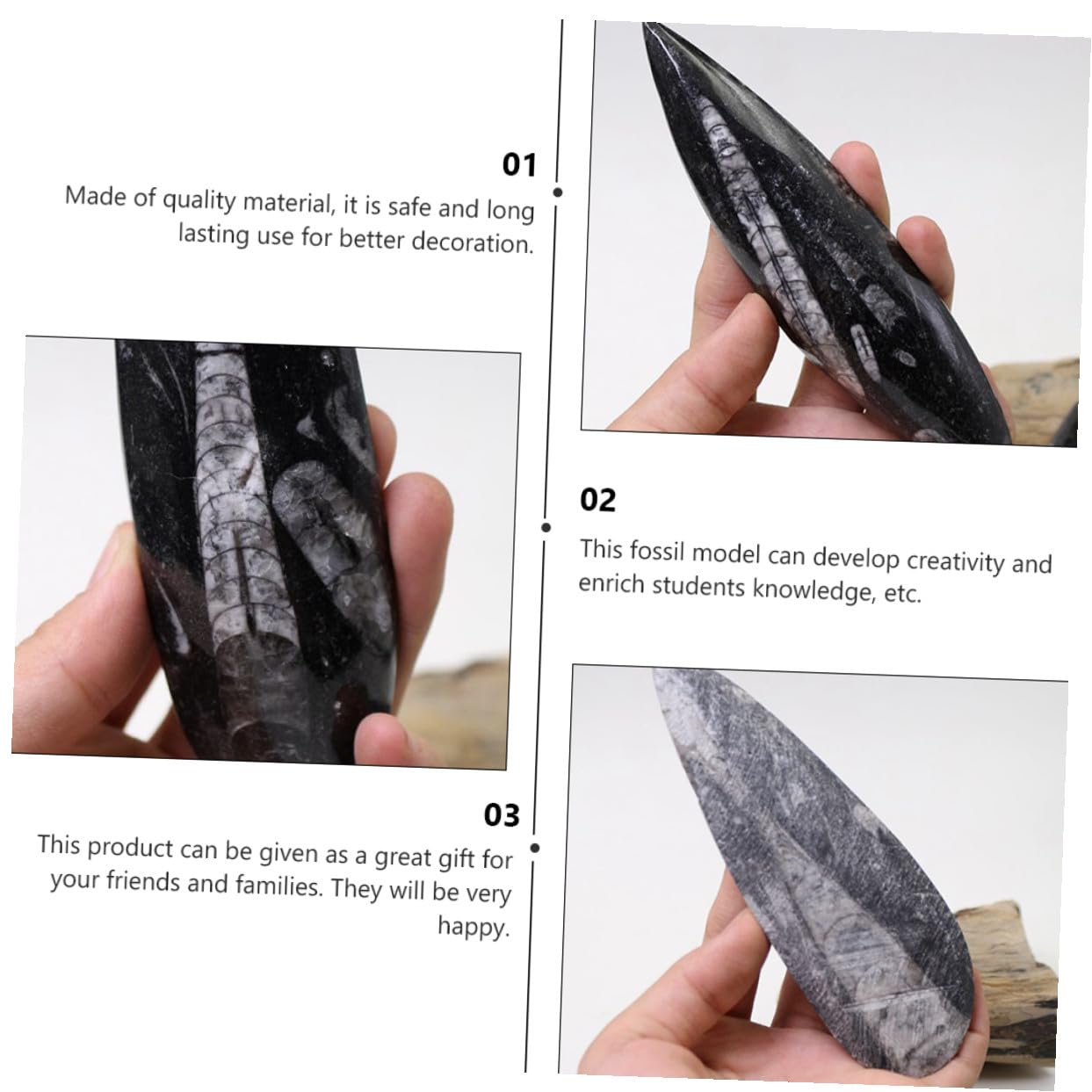 Especimen Fósil Orthoceras Natural Grande Modelo de Paleontología para Enseñanza y Colección Juguete Educativo para Decoración Científica de -océano
