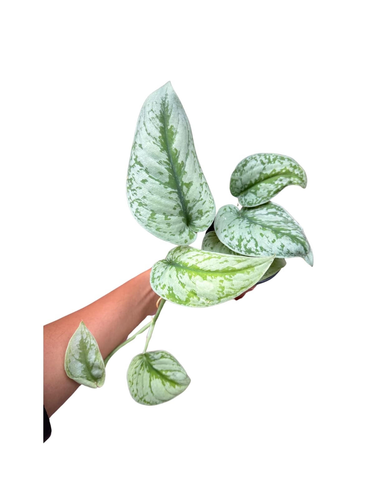 Amazon.com : Scindapsus Pictus Exotica Silver Satin Pothos Amazon.com : Scindapsus Pictus Exotica Silver Satin Pothos