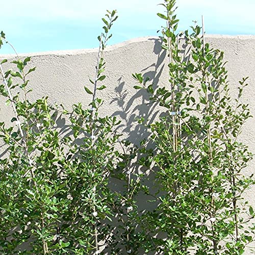 Amazon | 姥目樫 H1100～1300 5本 | 植木