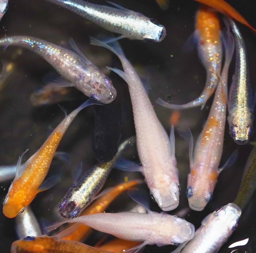 メダカの子ども様【専用】 さくらメダカ(3匹) | チャーム