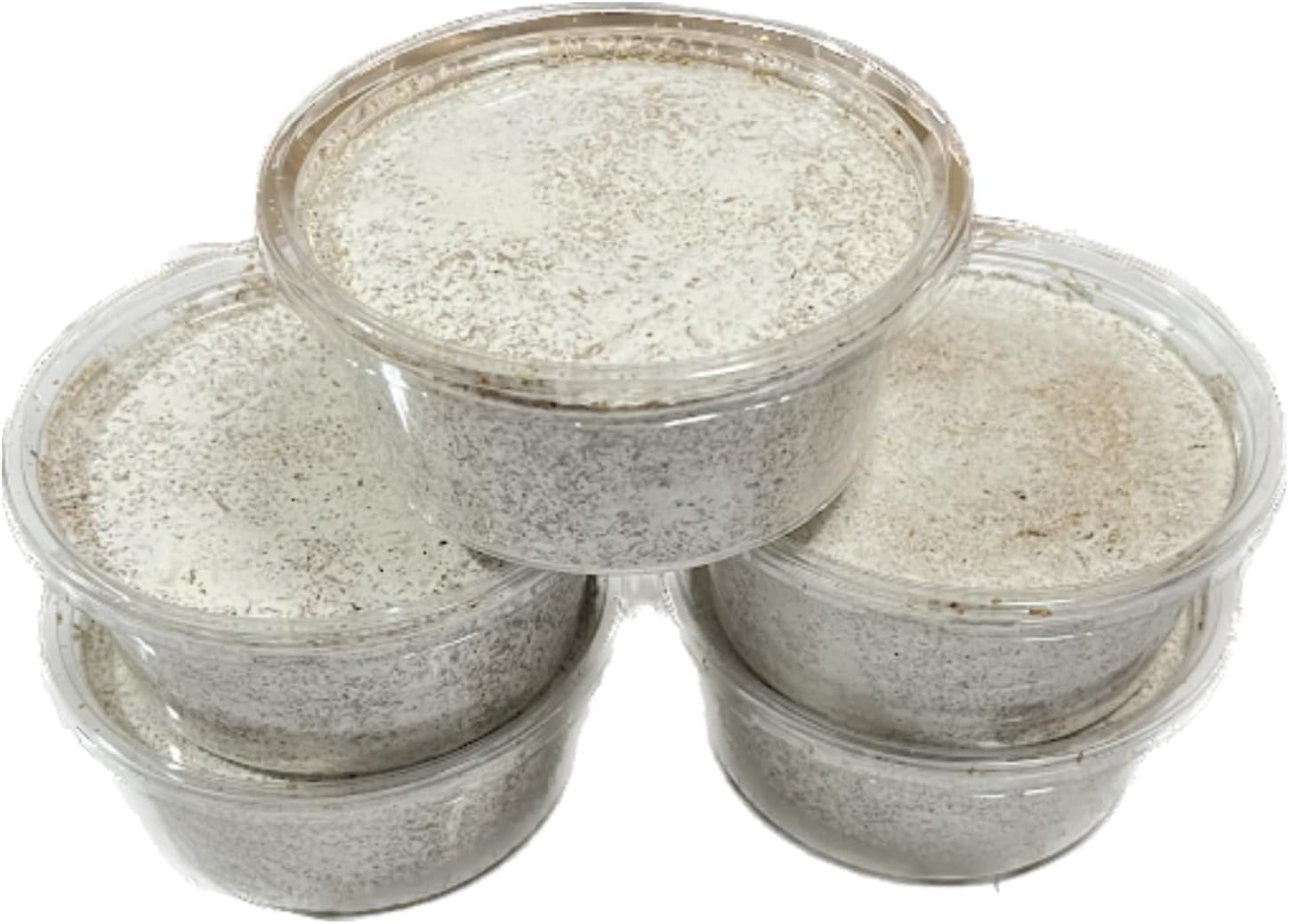 カブクワブリーダー main_slider01.jpg.webp