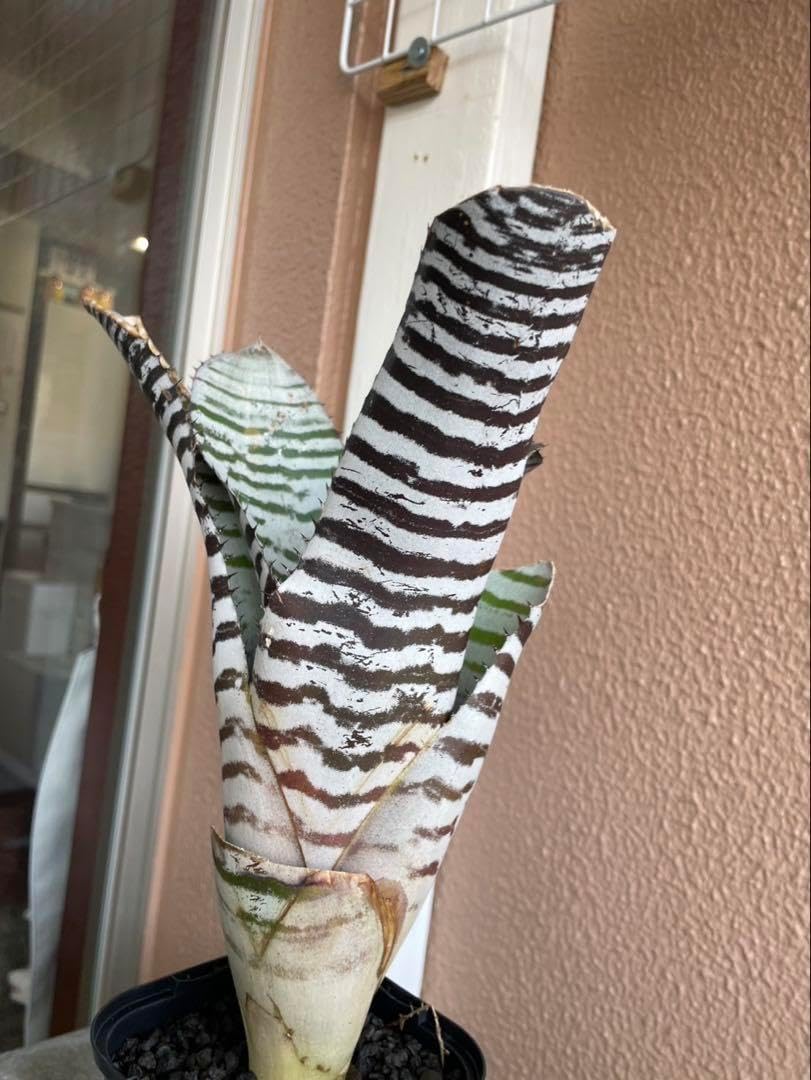 極美斑入り モンステラ ホワイトタイガー 大株 74cm 希少 人気 極美斑入り モンステラ ホワイトタイガー 大株 74cm 希少 人気