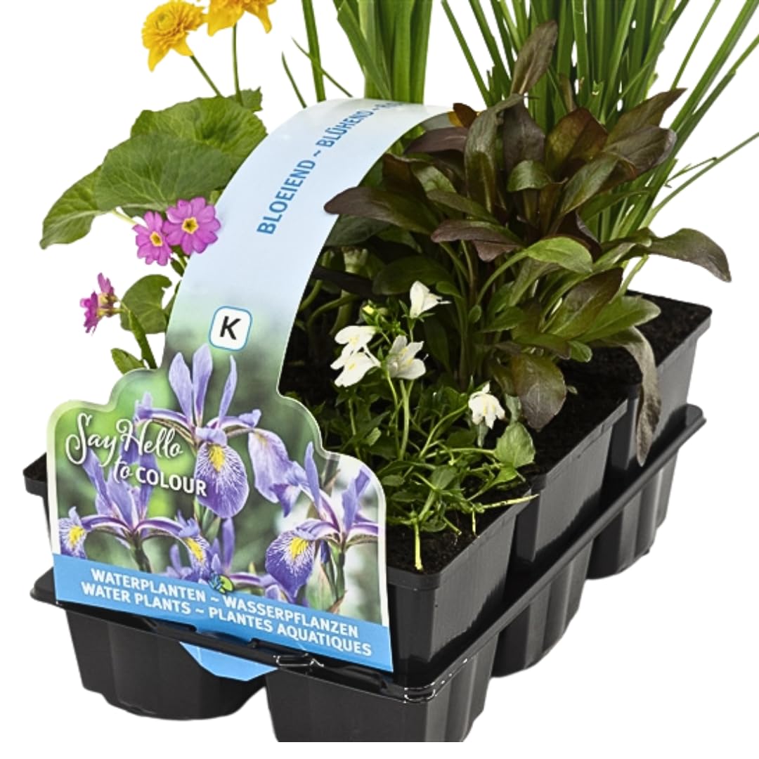IFLO® Teichpflanzen Set 6 Stück winterhart für Gartenteich & Miniteich – blühende Wasserpflanzen aus Holland – Sumpfpflanzen Zone 1 & 2