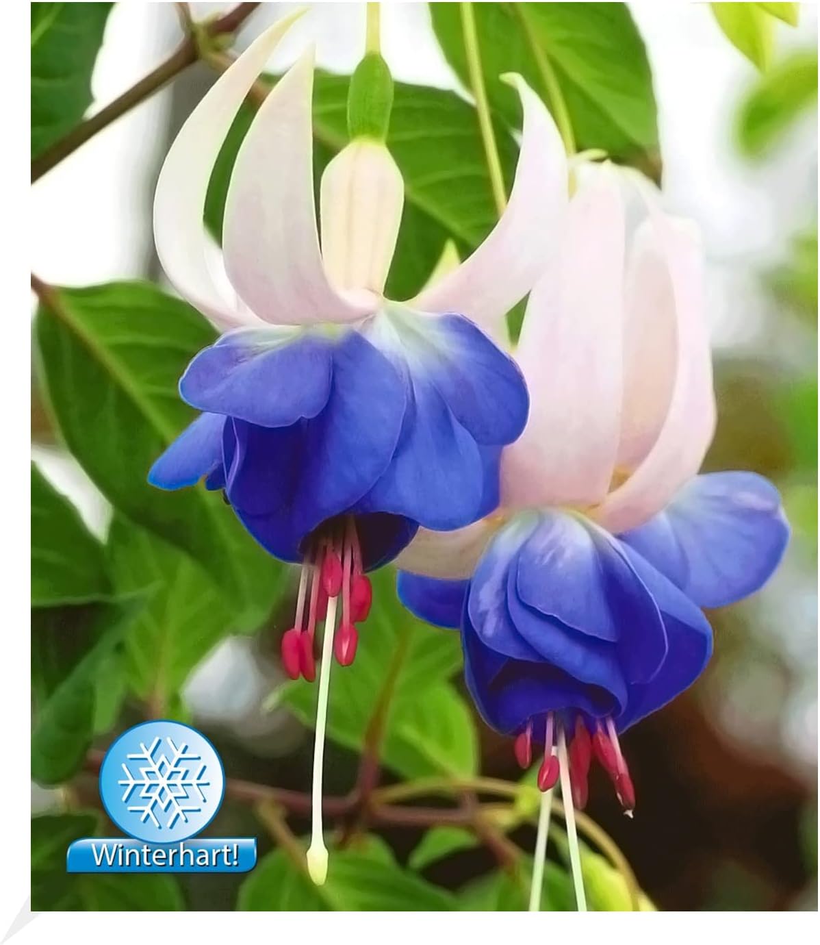 BALDUR Garten Winterharte Fuchsien 'Blue Sarah', 3 Pflanzen