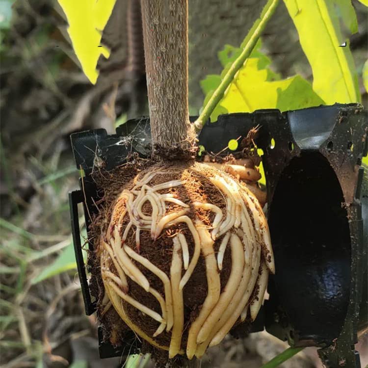 WANGCL Pflanzenwurzelgerät Set - 6-teilige Anzuchtsbox Für Stecklinge