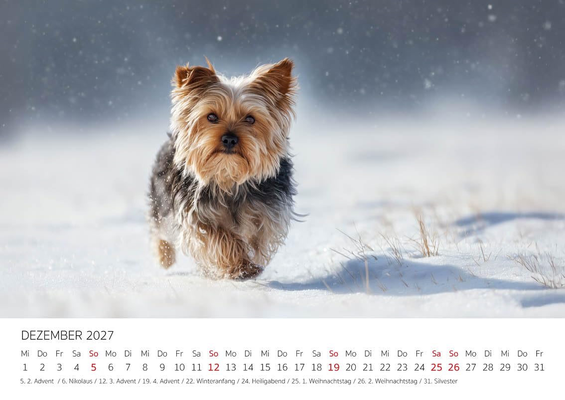 Edition Seidel Kalendarz premium dla małych towarzyszy Yorkshire Terrier 2027 format DIN A4, kalendarz ścienny niemiecki pies szczeniak mężczyzna kobieta
