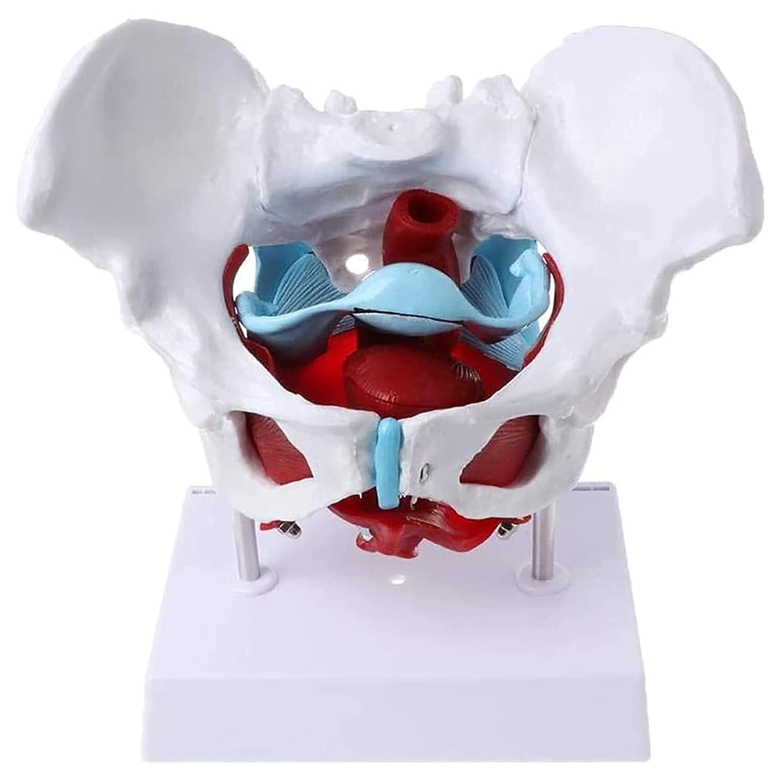 Modèle pelvis femme anatomique détachable 6 pièces pour enseigner
