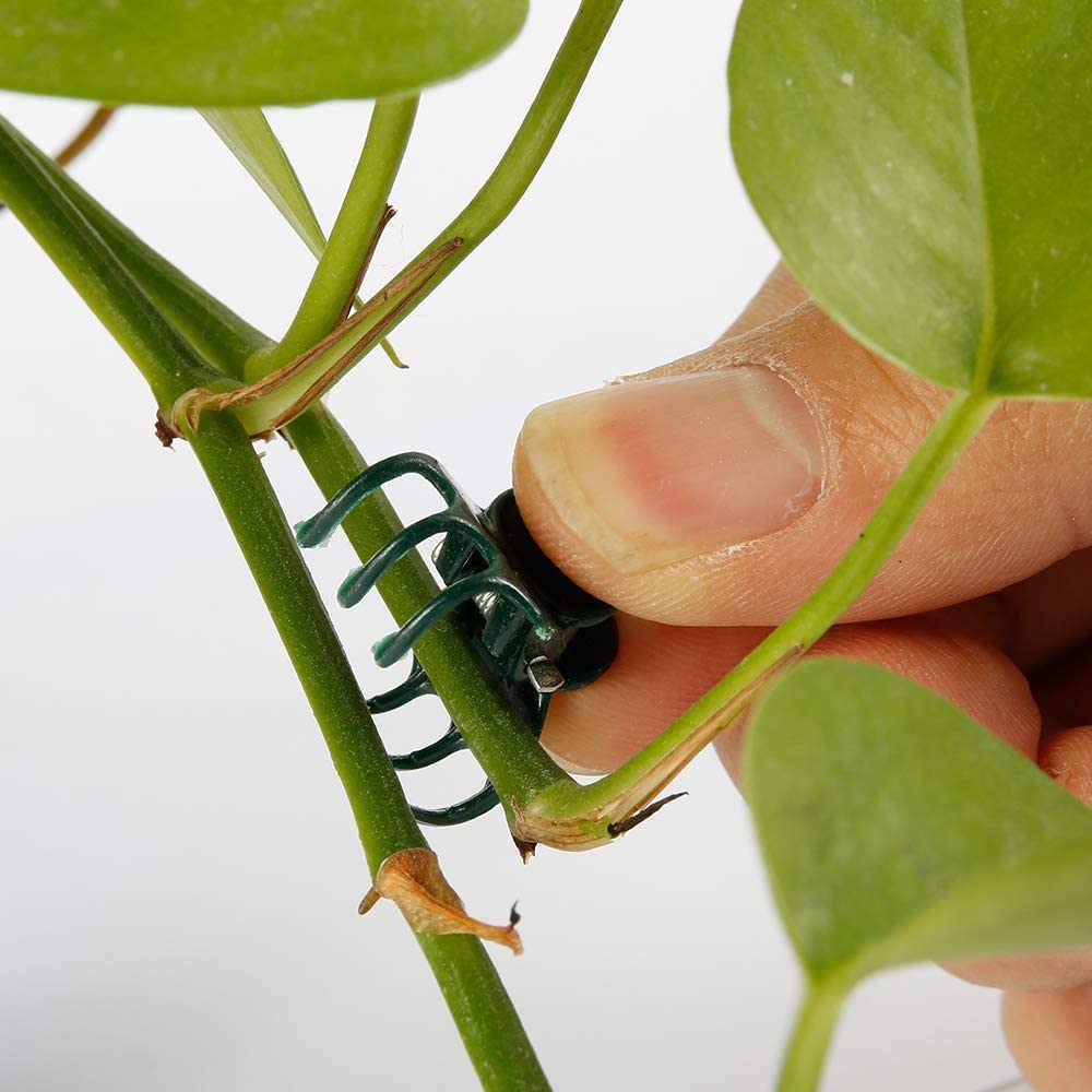 Clip Per Piante Orchidee - 100 Pezzi Supporto Steli In Plastica Verde