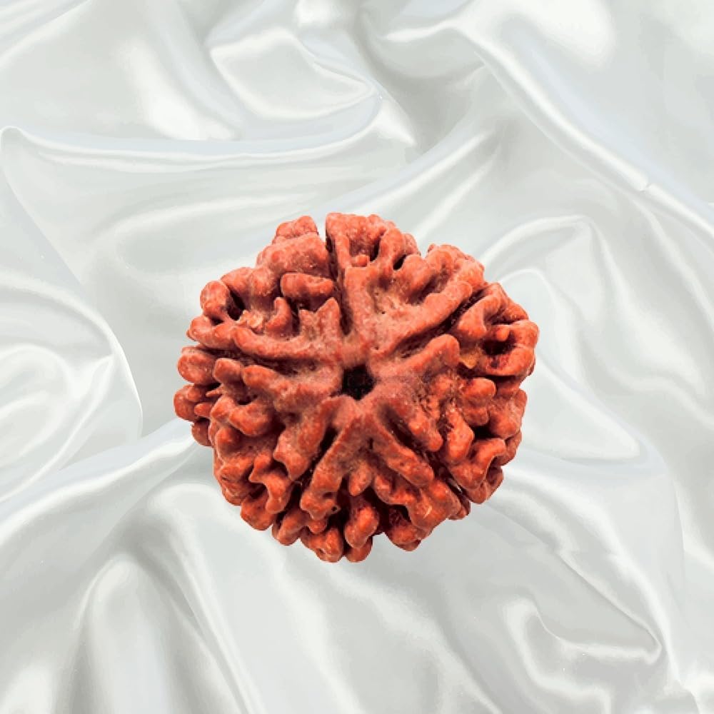 VEDIC RUDRAKSHA 5 Mukhi Nepal Rudraksha Medium-image-41